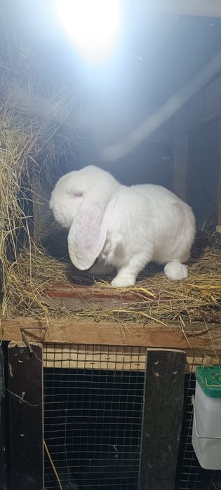 Iepurii Berbec German