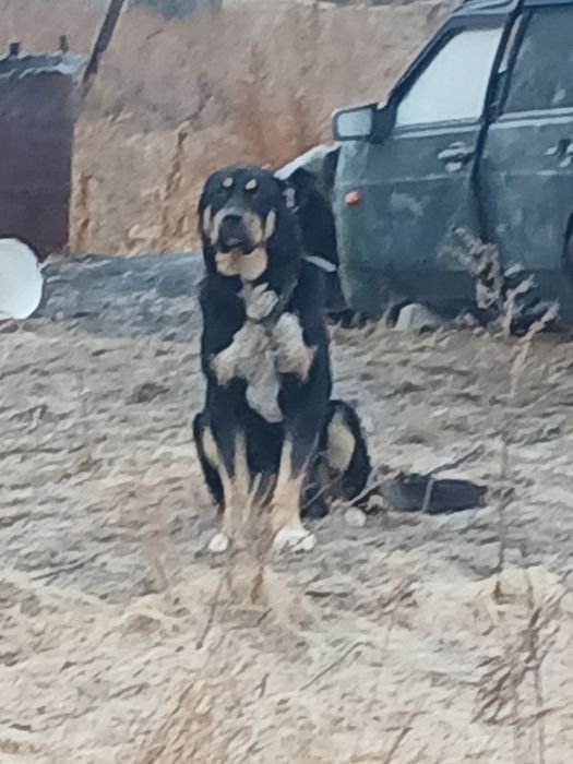 Алабай кавказская