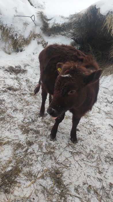 Продам 1 тёлочку