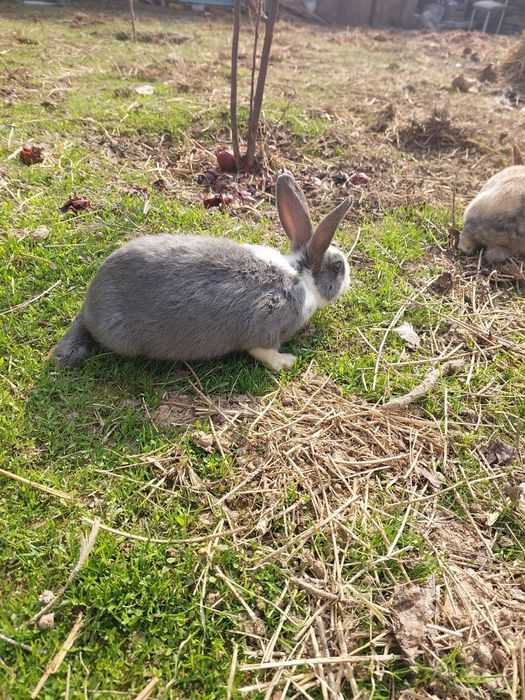 Quyon bolalari sotiladi