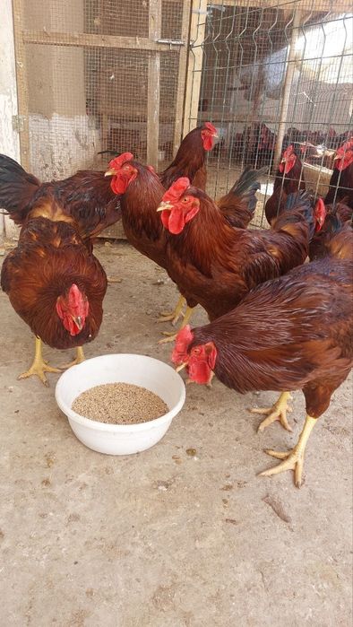 Кизил ëш ху́розлар сотилади...