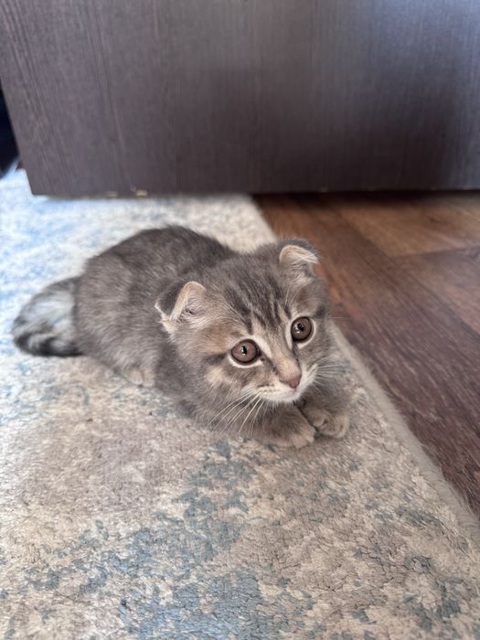 Продаётся котёнок, 3 месяца