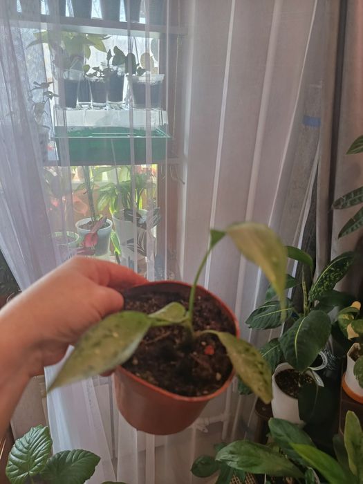 Продам  комнатные цветы