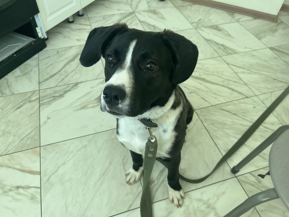 Собака бесплатно