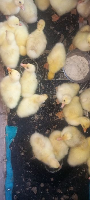 Boboci de gâsca leşeasca