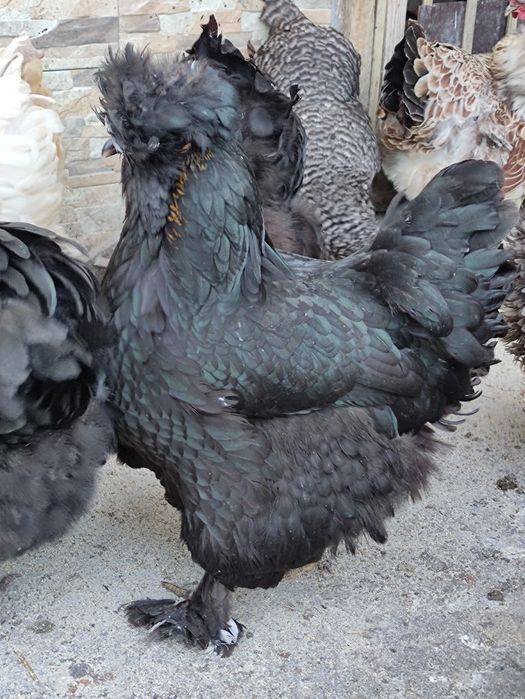 Ouă incubație găini mixt