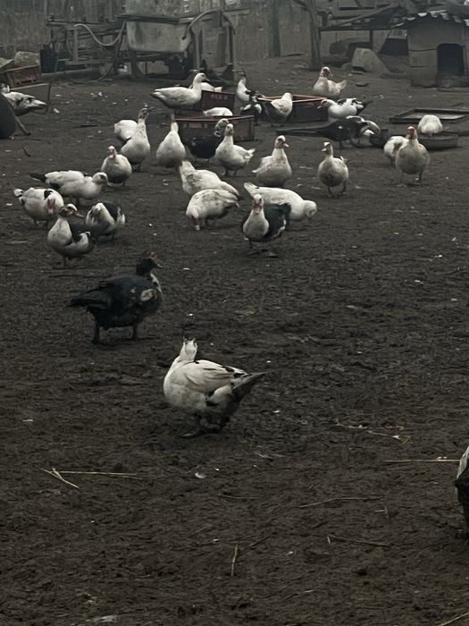 Vând Rațe Leșești