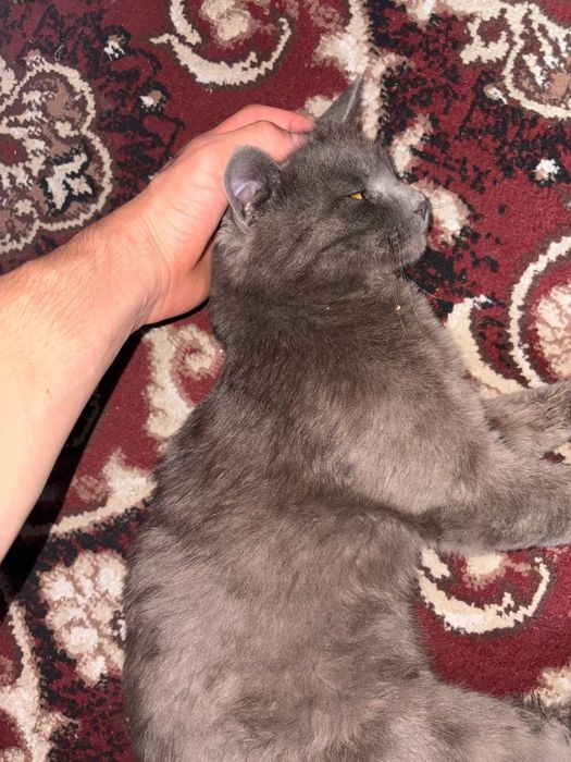 Кошка британская