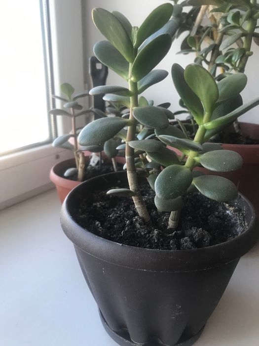 Продам комнатные цветы