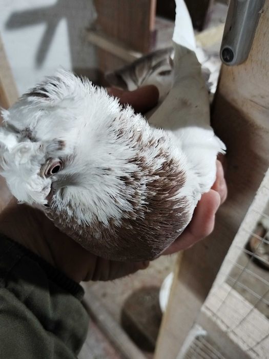 Продам голубей...