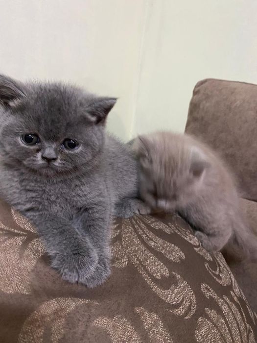 Британские котята