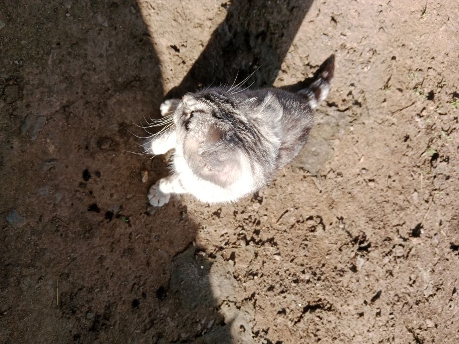 Шотландская кошка