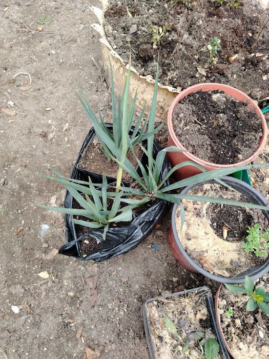 Продам растения для сада