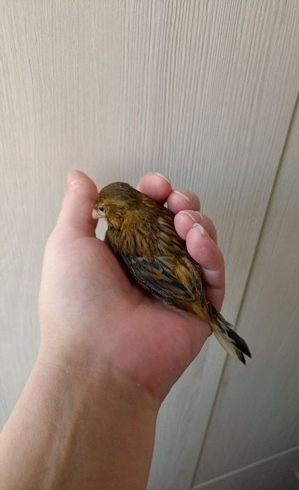 Канарейка, самцы.