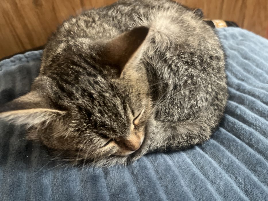 Отдам кошечку в добрые руки