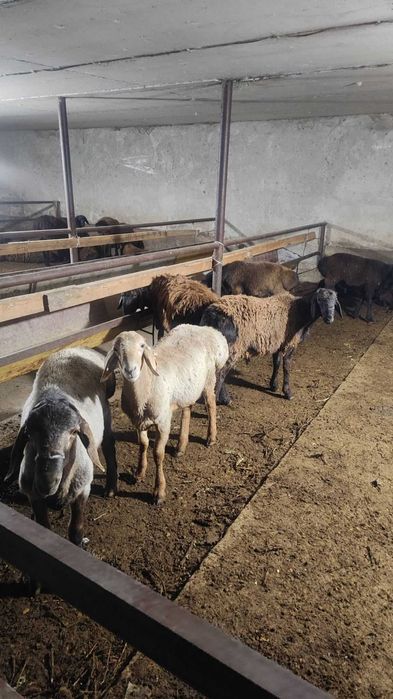 Қўйлар 4 дона хасаки