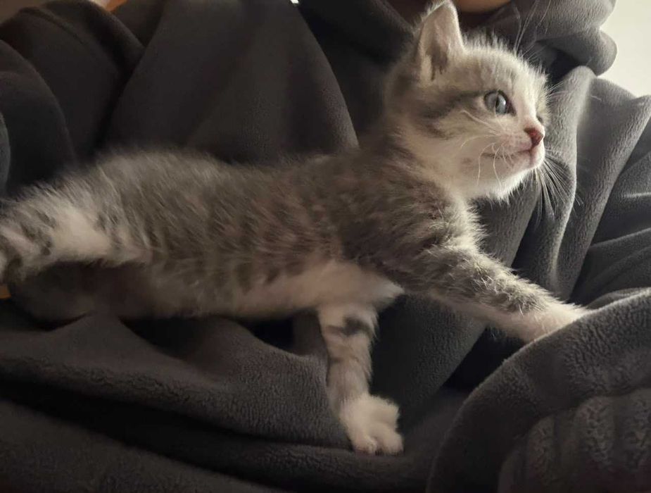 Отдам котёнка в добрые руки