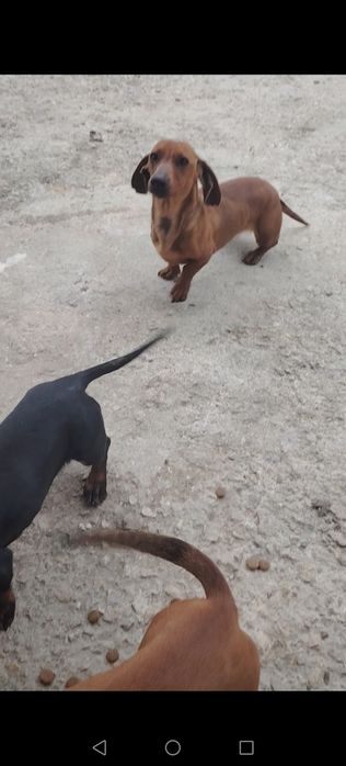 Дакелка  1.8м, дакелка на1. 01м мъжко дакелче черно на 7 м и 1 Мъжкар на 5 г