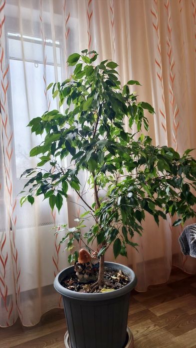 Фикус Бенджамина