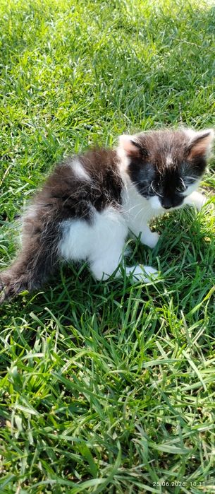 Отдам котят в добрые руки. .
