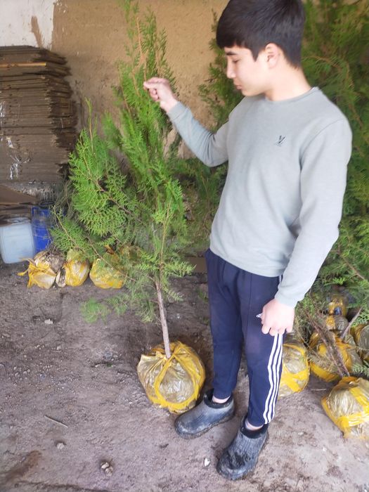 Саженцы туи туя биота