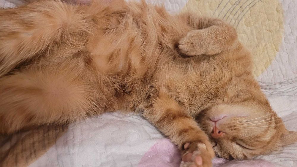 Cazare pisici purtatoare de covid felin fara simptome active