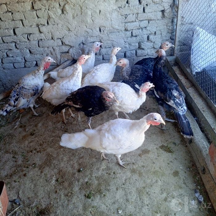 Kurkalar sotiladi