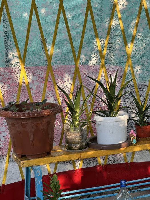 Гүлдер цветы комнатные растения