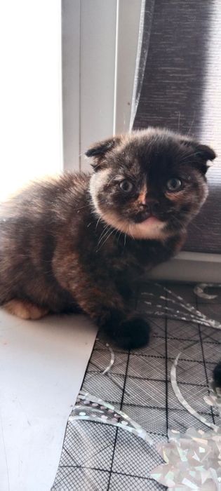 Шотландские девочки