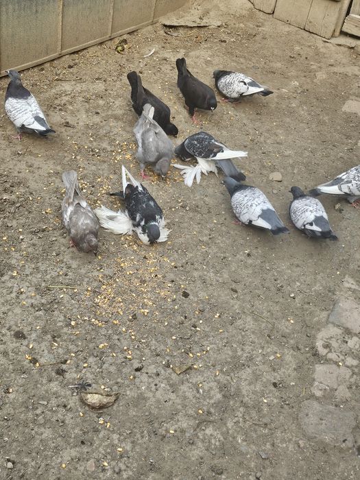 Porumbei  de vânzare.