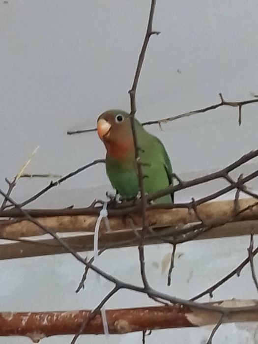 Неразлучники малыши  4  месяца