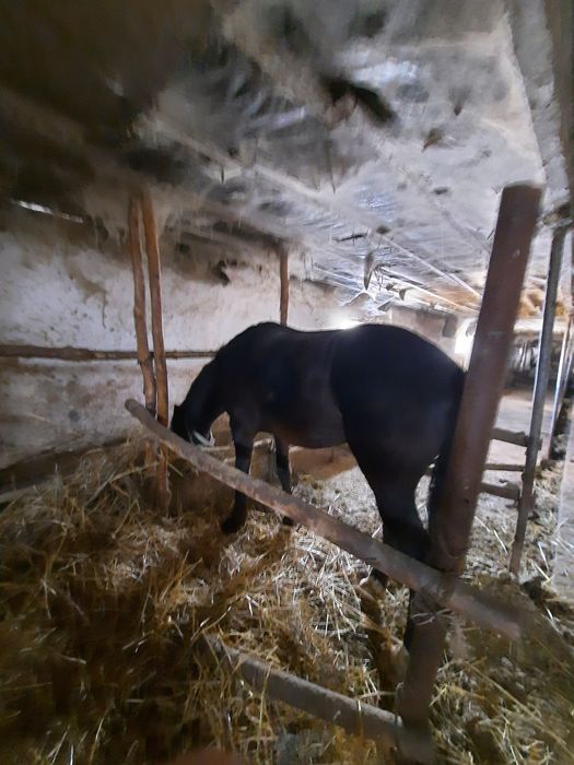 Продам коня 4 годовалый,торг есть