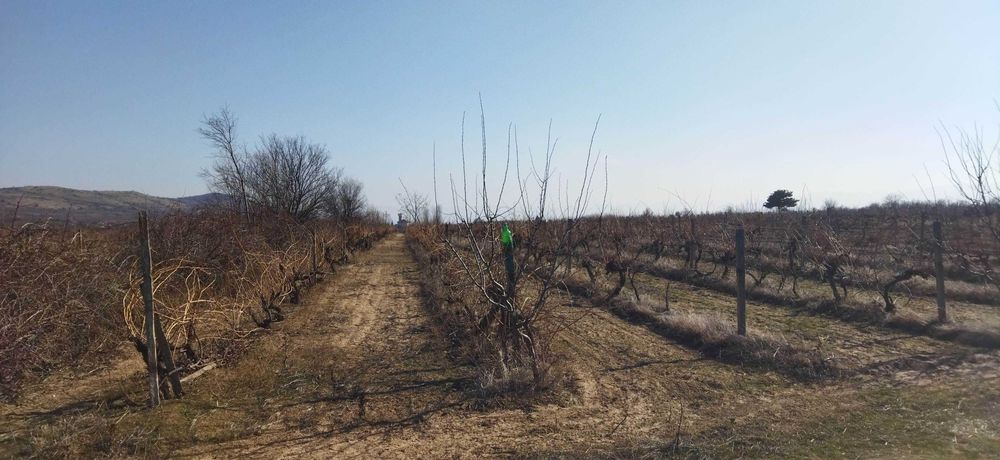 Продава се Земеделски имот в с. Цалапица, Област Пловдив -  кв.м за 3060 €/дка - Снимка #2