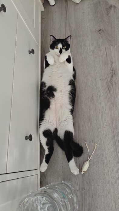 Adopție – Două pisici minunate își caută o nouă casă!