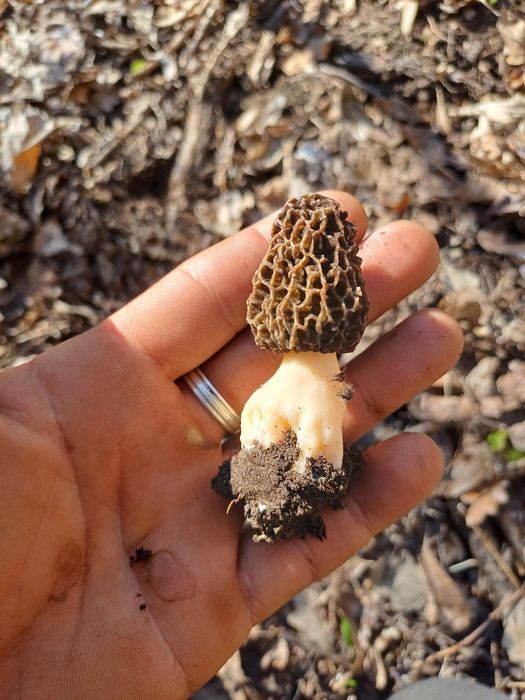 Zbarciogi de pădure