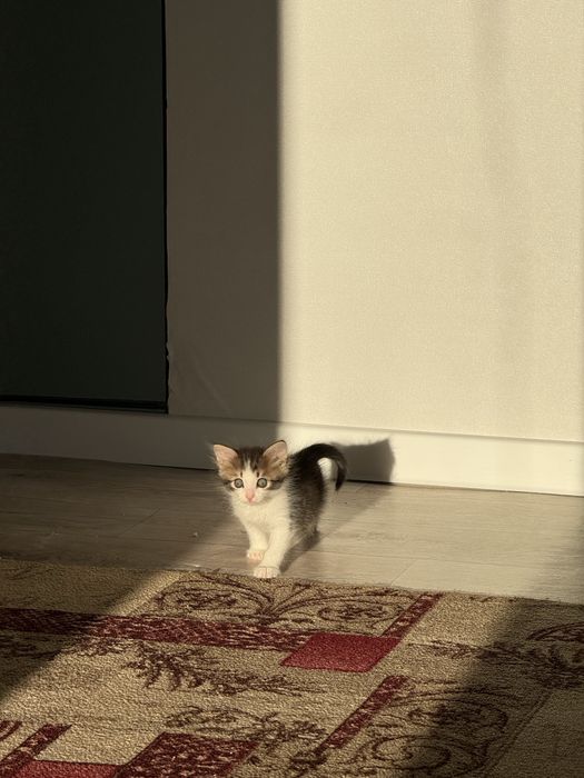 Котенок отдам в хорошие руки