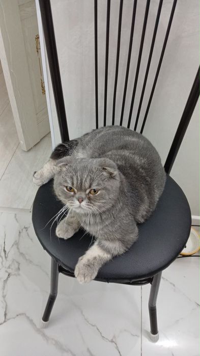 Отдам кота вислоухого в добрые руки