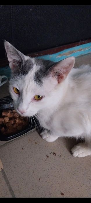 Котенок  в добрые руки