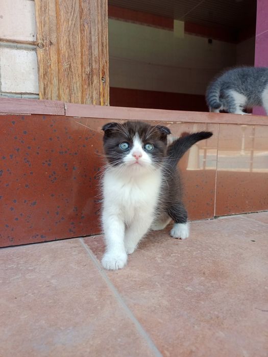 Вислоухие котята 
Предлагае