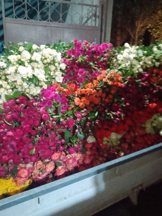 Atirgul kochatlari