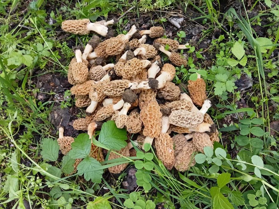 Morcela esculenta disponibili