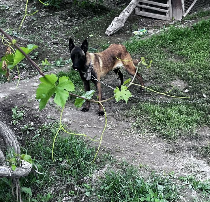 Belgium malinua 8 oylik urg’ochi