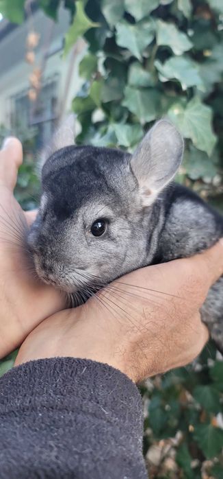 Шиншиллы разных окрасов