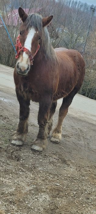 Manz 2 ani jumate de vânzare