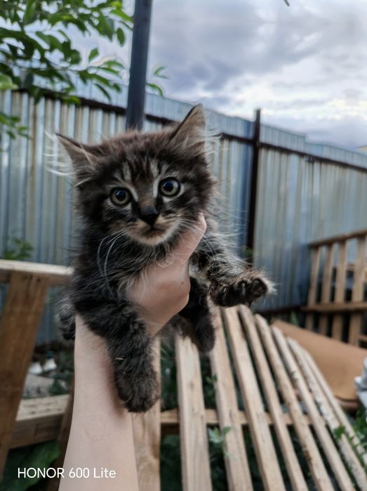 Кошка 1-2 месяца