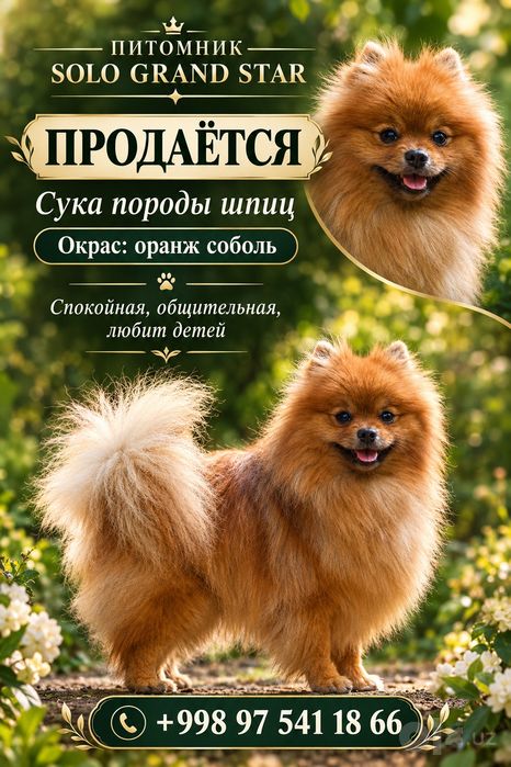 Девочка породы шпиц