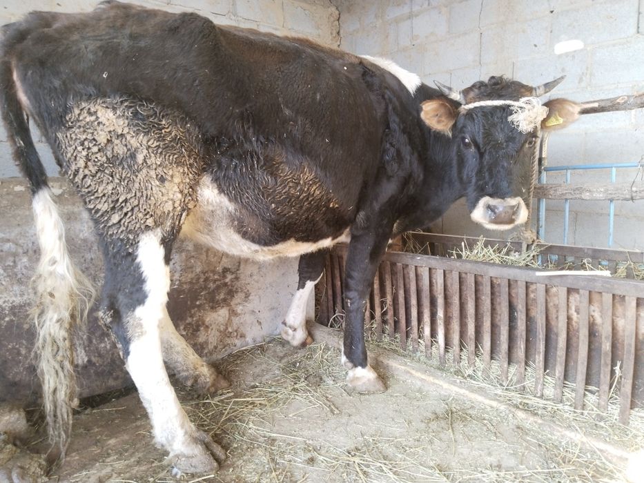 Сиыр Құнажын, корова