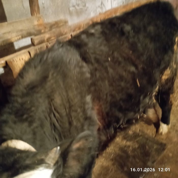 Продам двух быков!