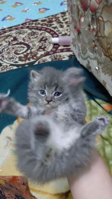 4 дона мушукчаларни таркатаман. Маьлумот учун тел курсатилган