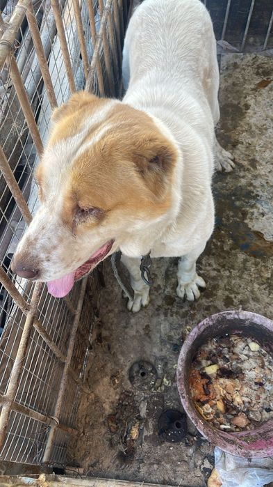 Собака Алабай Сая